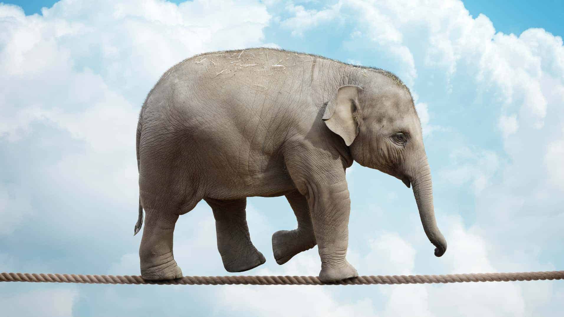 ASX quarterly rebalance represented by elephant walking a tightrope