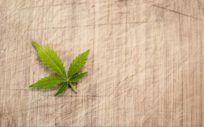a marijuana leaf rests on a background of hemp cloth