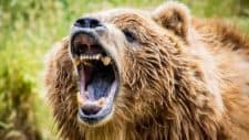 A brown bear in the wilderness roars with its mouth open showing its teeth .