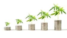 increasing cannabis asx share price represented by growing coin piles with cannabis plants on top