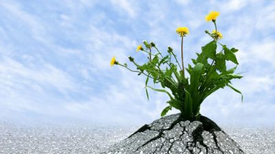 Flowers growing through concrete to symbolise the resilient ASX share market