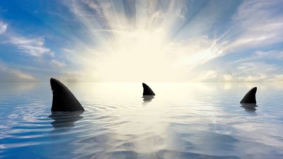 Sharks circling in the ocean with bright sunset in background