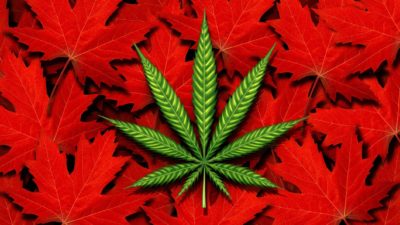 asx share price represented by green cannabis leaf sitting atop red maple leaves