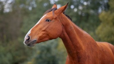 flat betmakers share price represented by sad looking horse