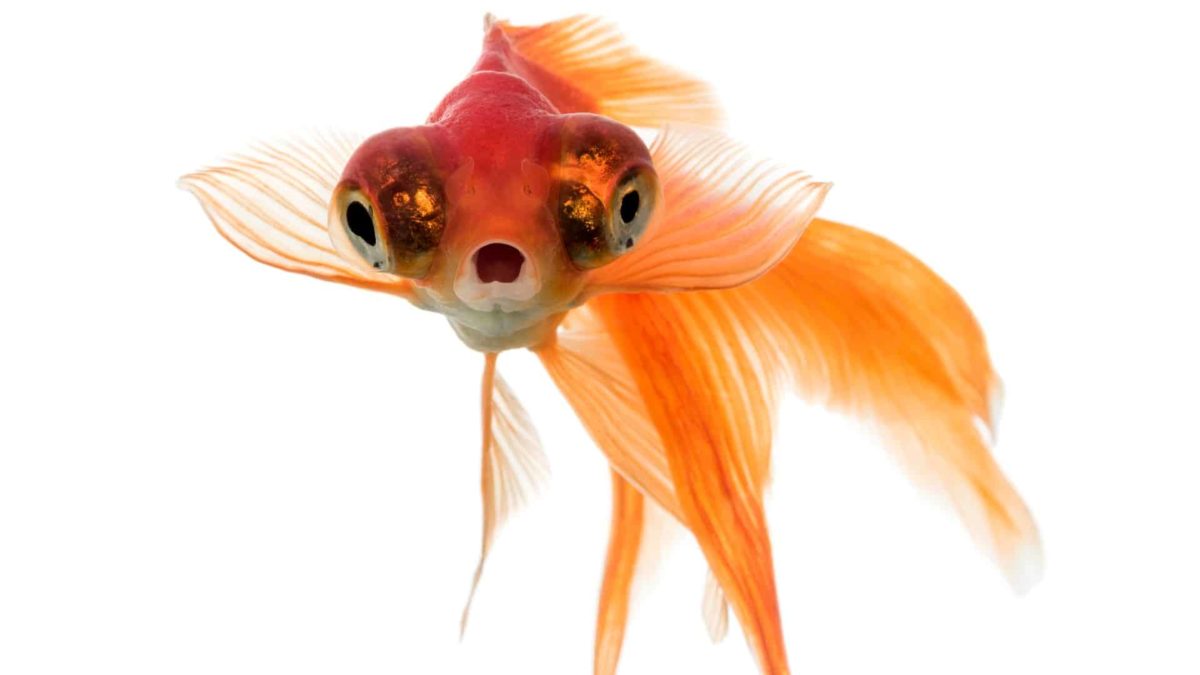 rising stem cell share price represented by fish with wide open mouth