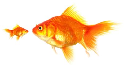 small asx share threatening big asx share price represented by small and big fish facing off