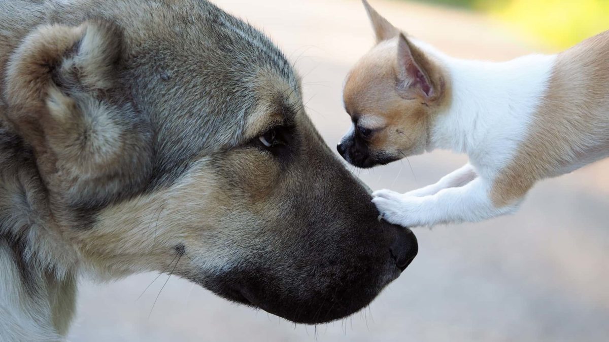 ASX share price war presented by big dog facing off against little dog