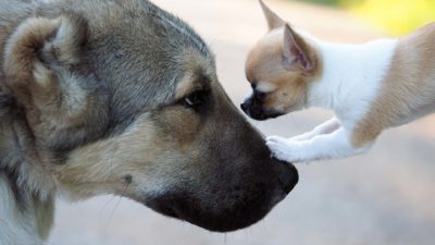 ASX share price war presented by big dog facing off against little dog