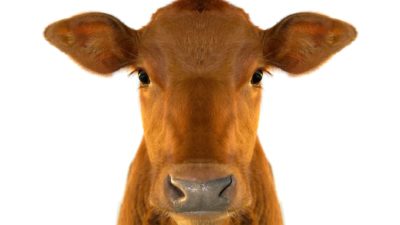 dairy asx share price represented by happy looking cow close up