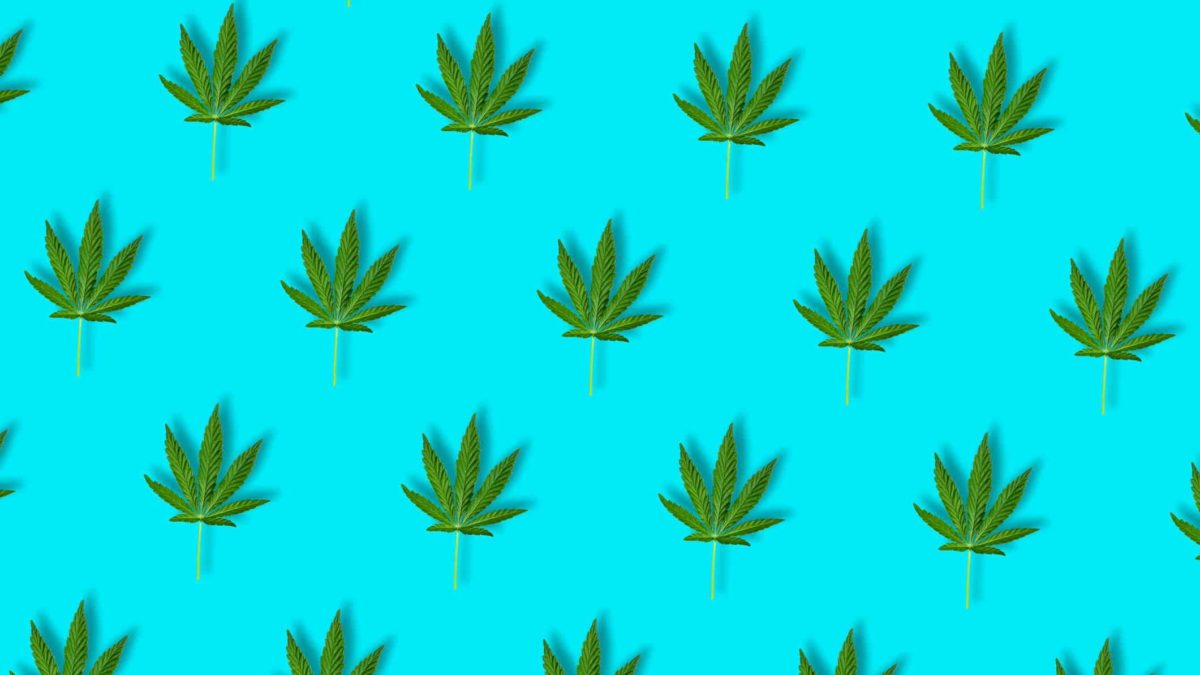 cannabis asx share price represented by lots of cannabis leaves against bright blue background