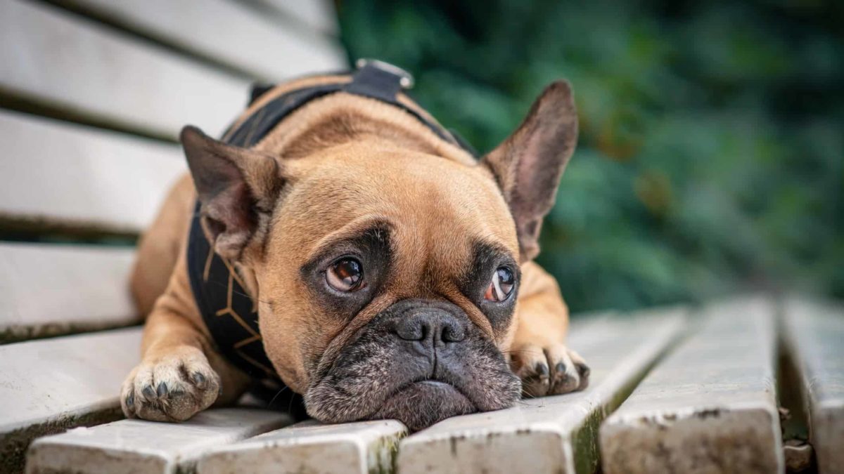 A dog looks confused and a little sad, indicating a dip in share price movement