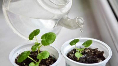 Watering two small seedlings, indicating share price movements for ASX growth and value shares