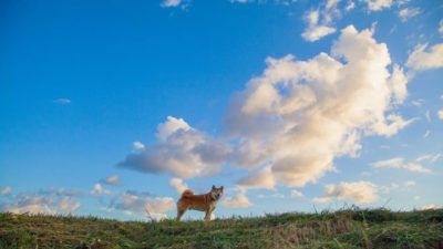 dog on grass representing dogecoin