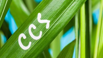 The letters CCS written on a blade of grass, indicating the importance of carbon capture and storage