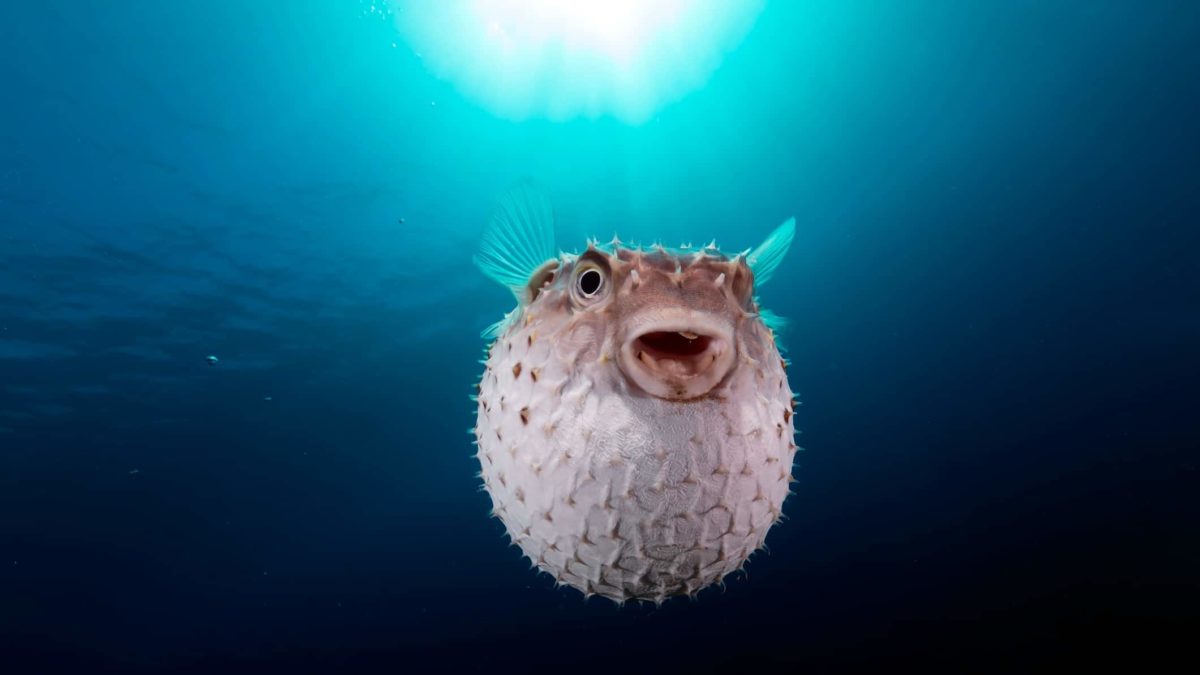 A fat fish swims in the sea