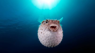 A fat fish swims in the sea