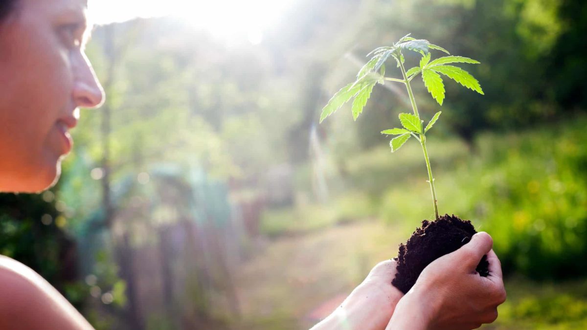 a woman holds a newly-sprouted cannabis plant in a ball of soil as she walks along a path in a farm where crops are growing either side.