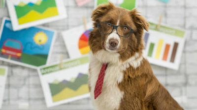 A business dog with glasses and tie in front of some graphs pinned to wall.