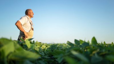 An older farmer stands arms crossed among his crop, staring across the field.