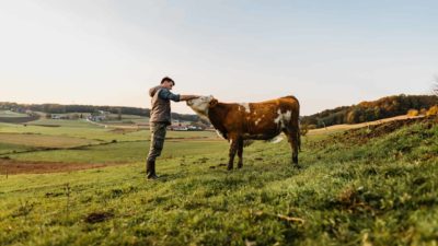 a man puts his hand on the nose of a bull in a lovely green rural setting with the bull raising his nose to meet the man's touch.