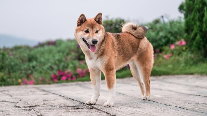 a happy-faced dog stands on a garden path with an alert look and a curly tai.