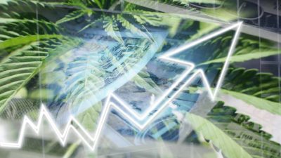 Rising marijuana share price.