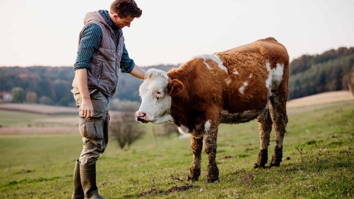 a farmer pats a small beef cattle bovine on the head in a green field with trees in the background.